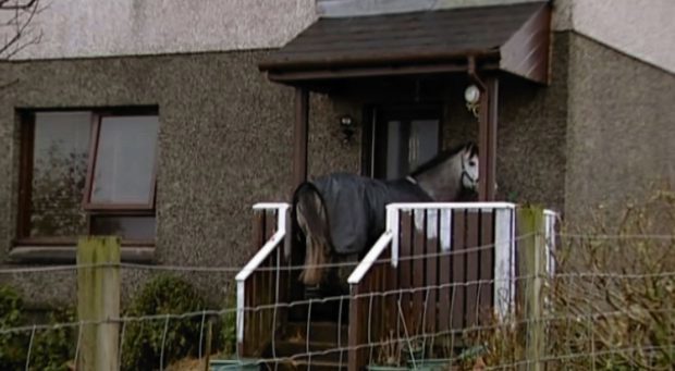 Grey Lady Too was removed from the house at Broadbay View, Back, on the Isle of Lewis