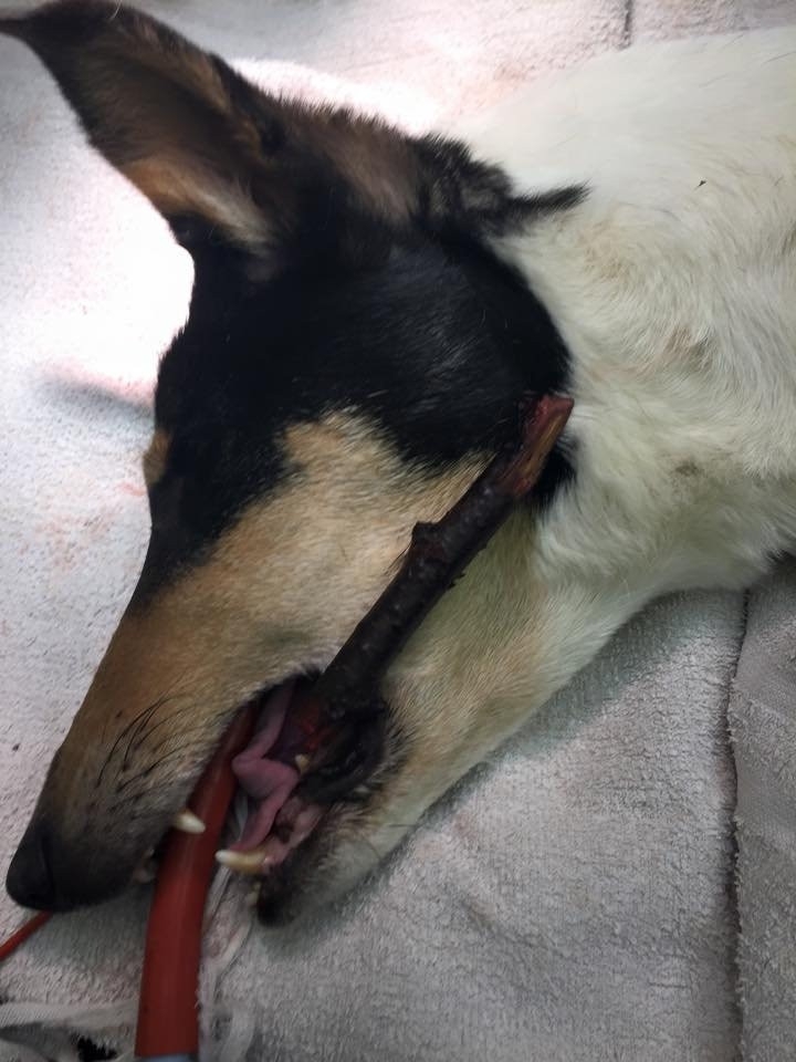 The stick punctured the tongue of Maya the dog while 