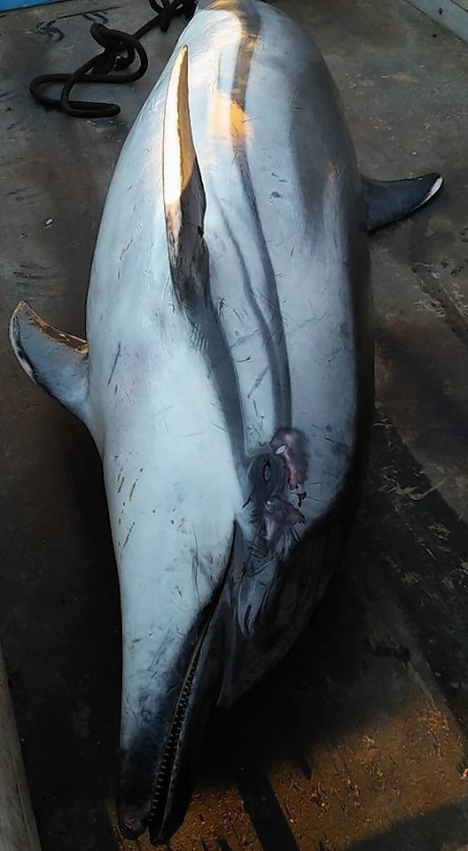 The dolphin was found dead in Lerwick harbour