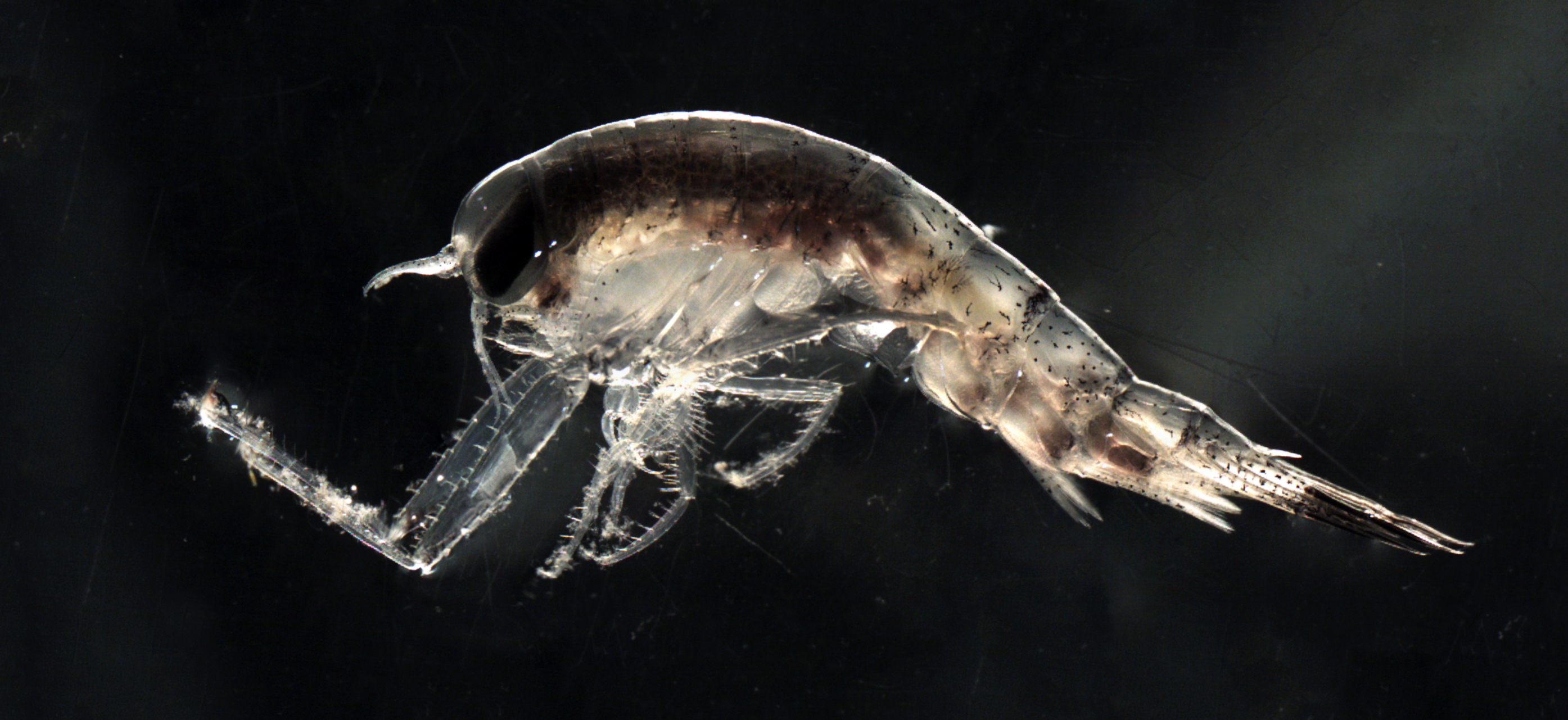 Themisto libellula, an amphipod crustacean and a predatory hunter of copepods such as Calanus, is a probable werewolf of the Arctic.