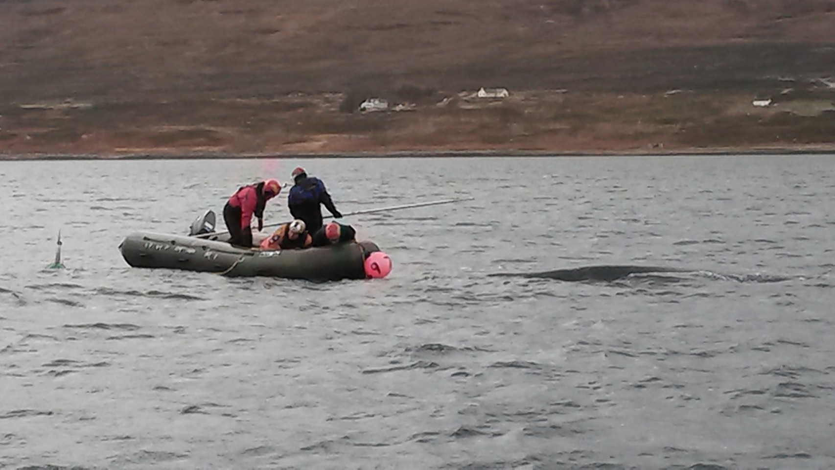 The rescue boat crew reach the whale. Picture by Laura Shirra