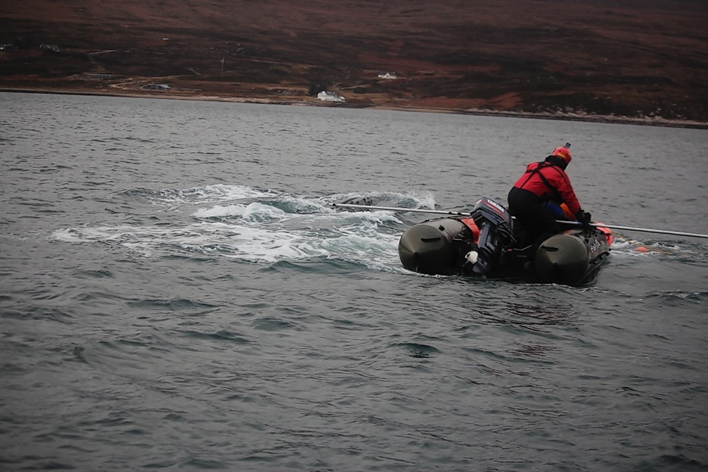 The rescue boat crew reach the whale. Picture by Laura Shirra