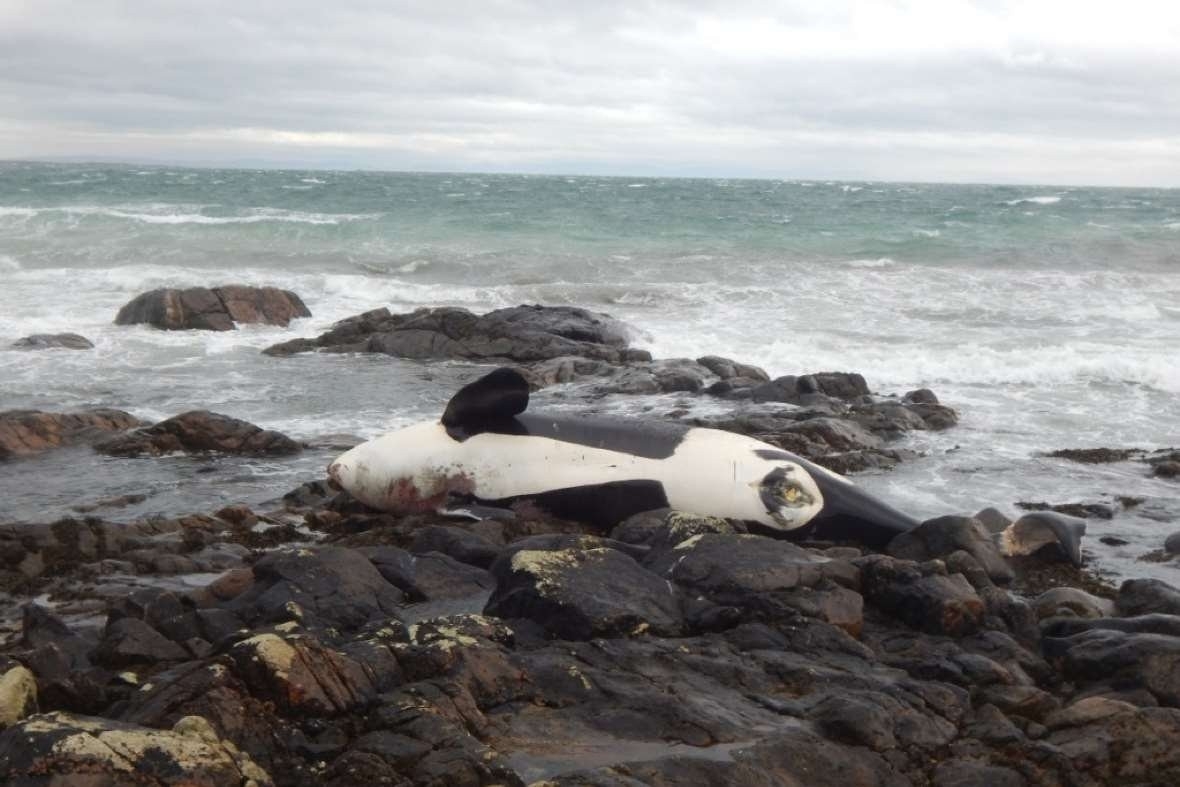 The body of the female orca, named Lulu, that has been washed ashore on Tiree, in the Inner Hebrides on January 03 2016. See Centre Press story CPORCA; A killer whale thought to belong to the UK's only native orca pod has been found dead on a beach, sparking fears for the survival of the species. The body of the female animal, named Lulu, was washed ashore on Tiree, in the Inner Hebrides, on January 3. It is not clear whether the 6.2-metre orca stranded before or after she died, but local scientists are working to solve the mystery. The Hebridean Whale and Dolphin Trust fear the conservation status of the pod is at grave risk. A post of their Facebook page said: "We have some sad news to report: one of the West Coast Community of killer whalesknown as 'Lulu' was found dead.