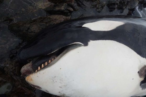 The body of the female orca, named Lulu, that has been washed ashore on Tiree, in the Inner Hebrides