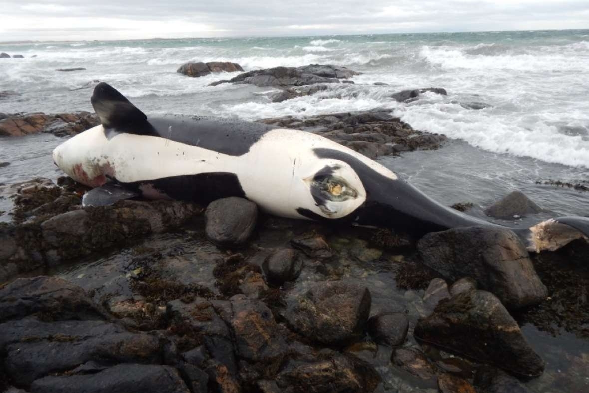 The body of the female orca, named Lulu, that has been washed ashore on Tiree, in the Inner Hebrides 