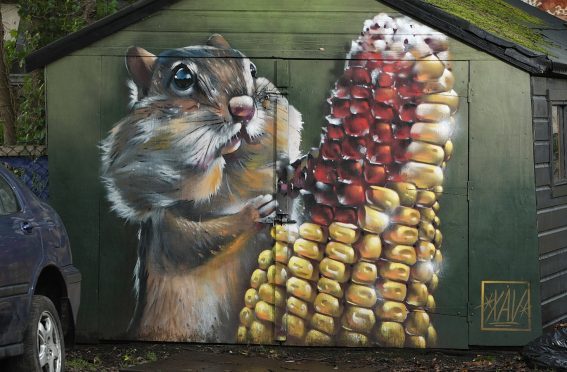 A giant chipmunk with a cob of corn has been painted on a shed at the Inverness student hostel on Culduthel Road