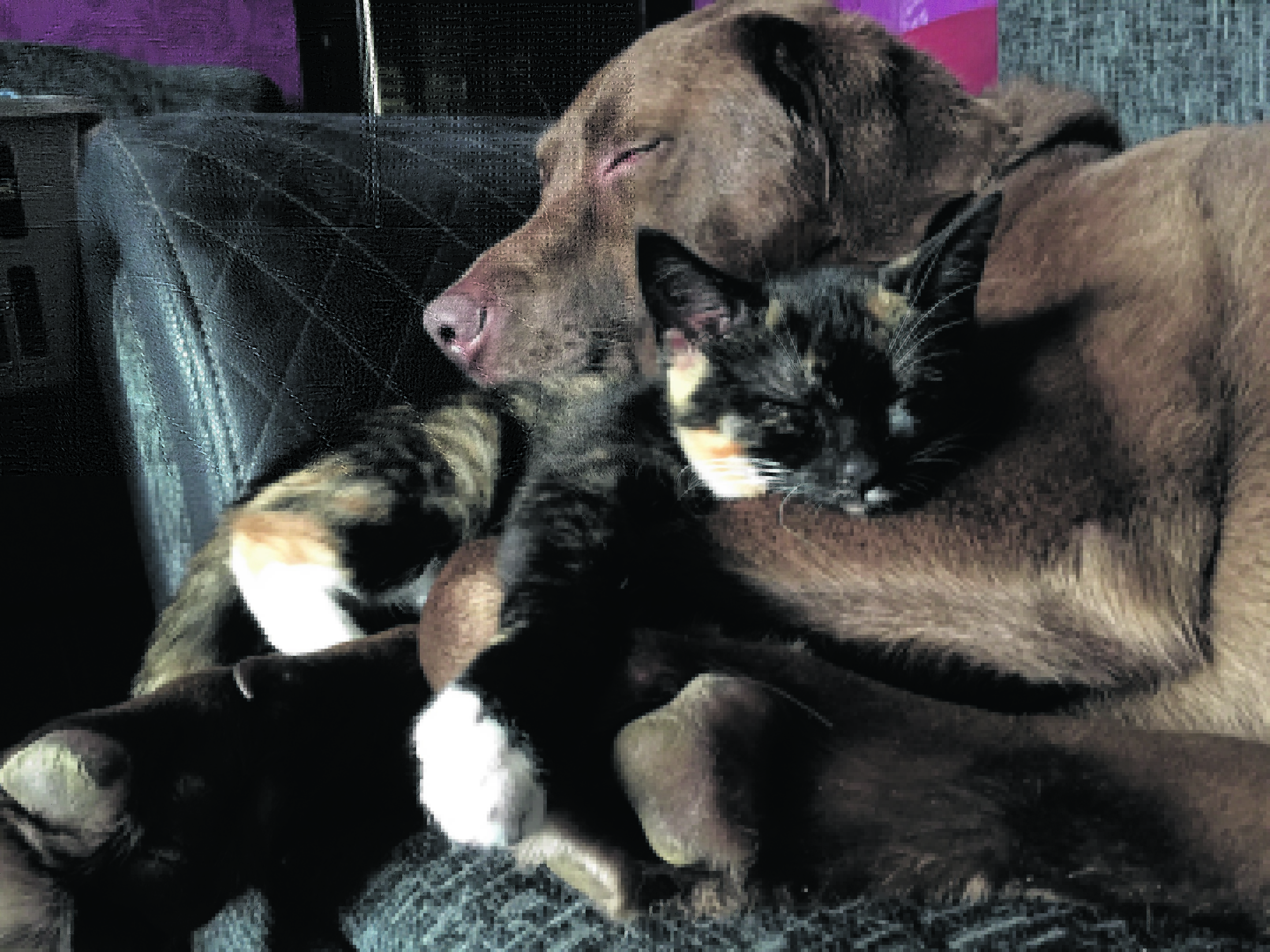Binky the kitten and Haggis the chocolate Lab live with Thomas and Kenna Stewart on the isle of  Lewis. They are our winners this week.