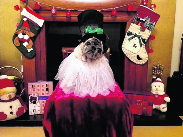 This is Louie the Pug masquerading as a snowman. He lives with his owner Emma Coutts from Aberdeen.