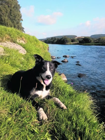 Moss the farm collie, lives with Libby near Banchory