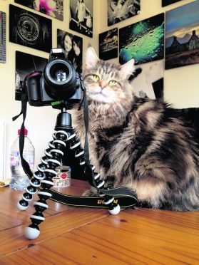 Alfie the Maine coon taking a quick snap. She lives in Inverness and is our winner this week