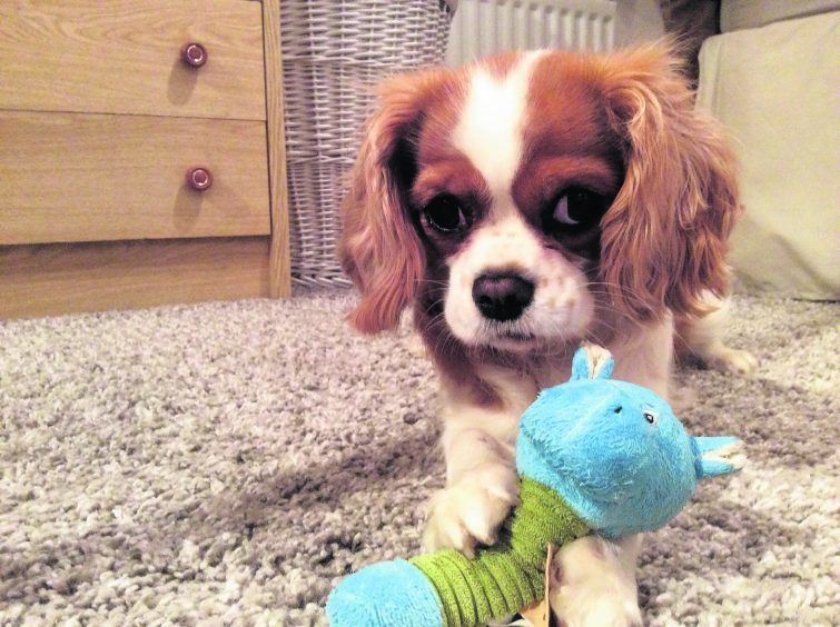 Bella, the 18-month-old Cavalier King Charles Spaniel lives with Kevin and Karen in Cove.