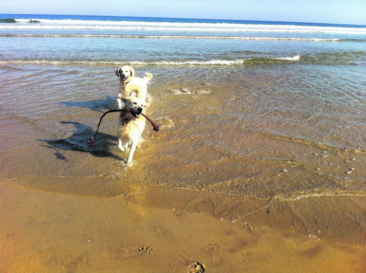 Here are golden retrievers Ben and Tam enjoying a day at Fraserburgh beach.