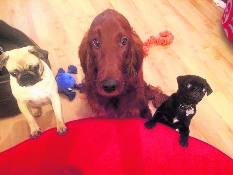 This is (L-R) Daisy, Lexi and Cooper from Inverness.