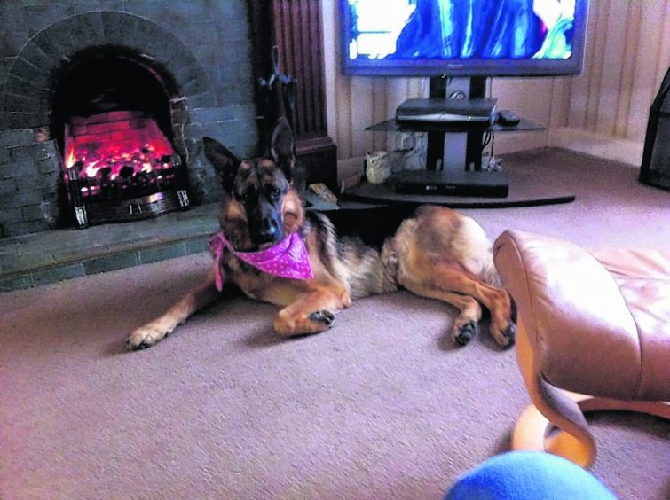 This is Sasha, she loves chilling out in front of a cosy fire