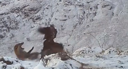 The battle between Golden Eagle and fox was captured on camera