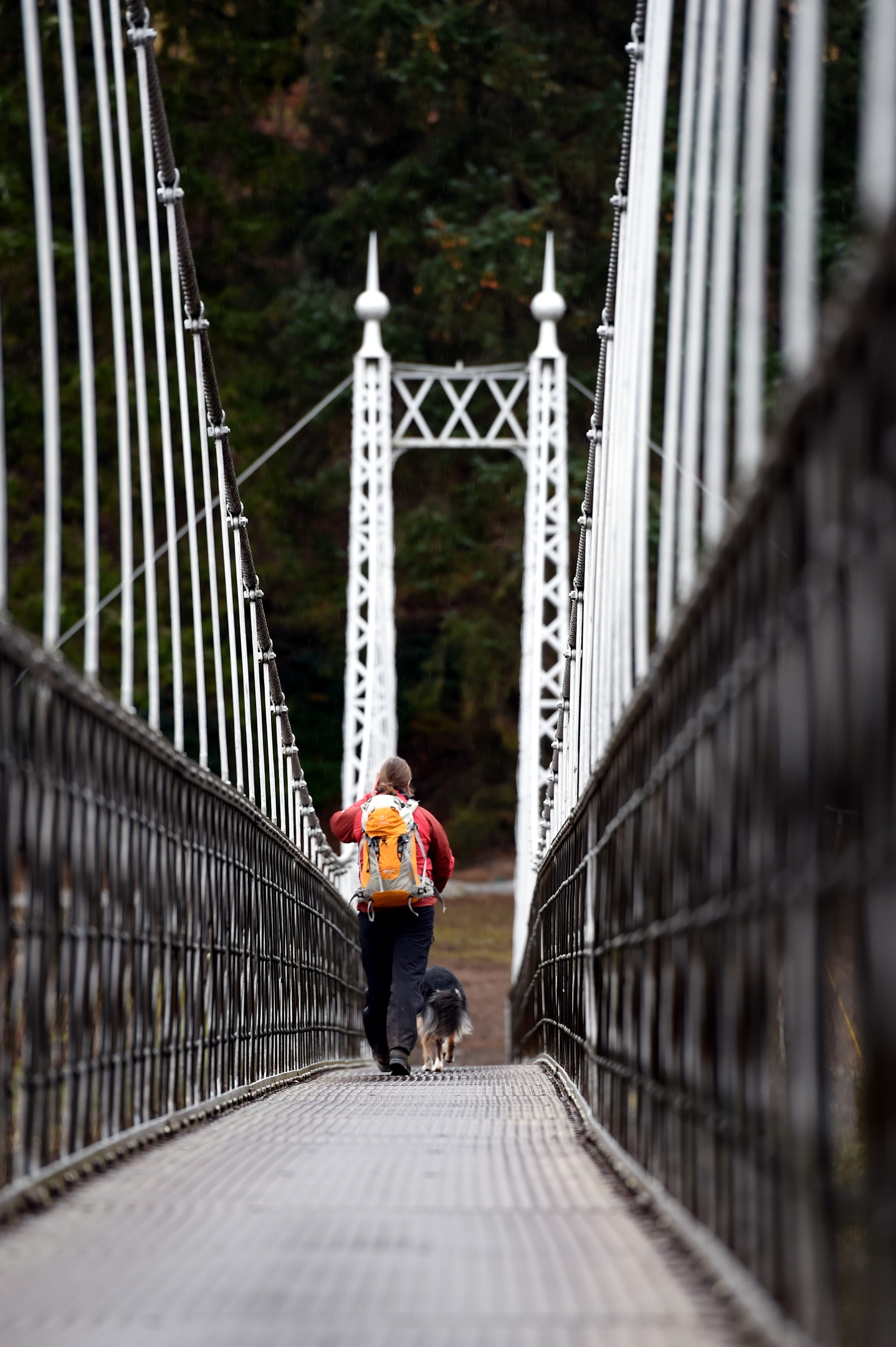 Search for missing Aberlour woman. SARDA dog and handler crossing the bridge at Aberlour before searching along the River Spey. Picture by Gordon Lennox 