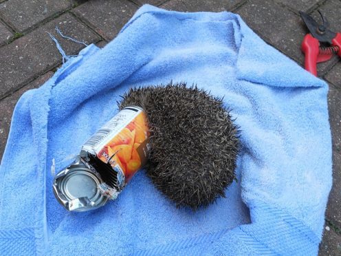 Urban wildlife is an all-too-frequent casualty of littering