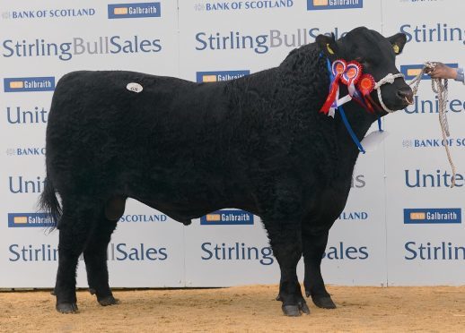 The 24,000gn Aberdeen-Angus bull from the Wattie family.