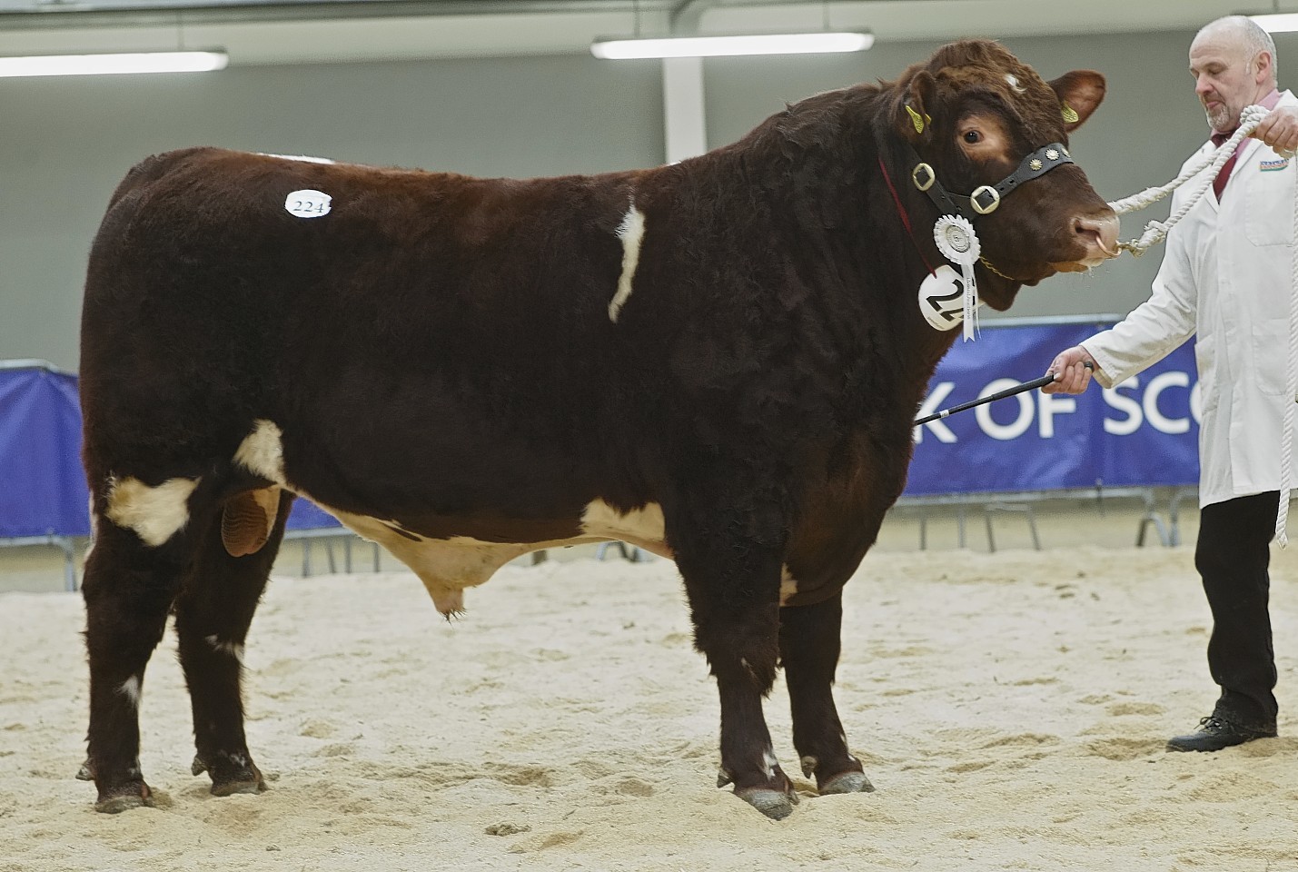The top priced Beef Shorthorn.