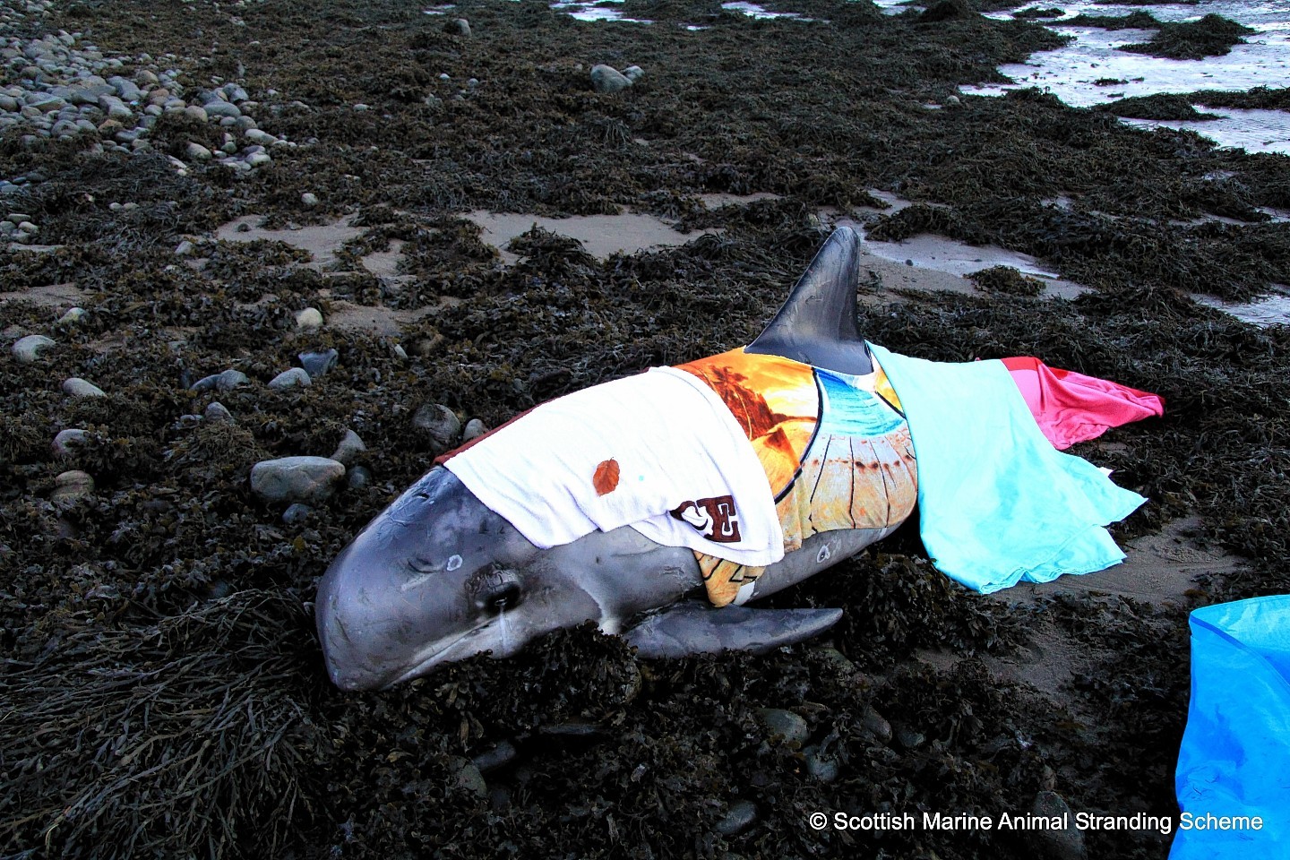 The dolphin was found washed up on Munlochy beach