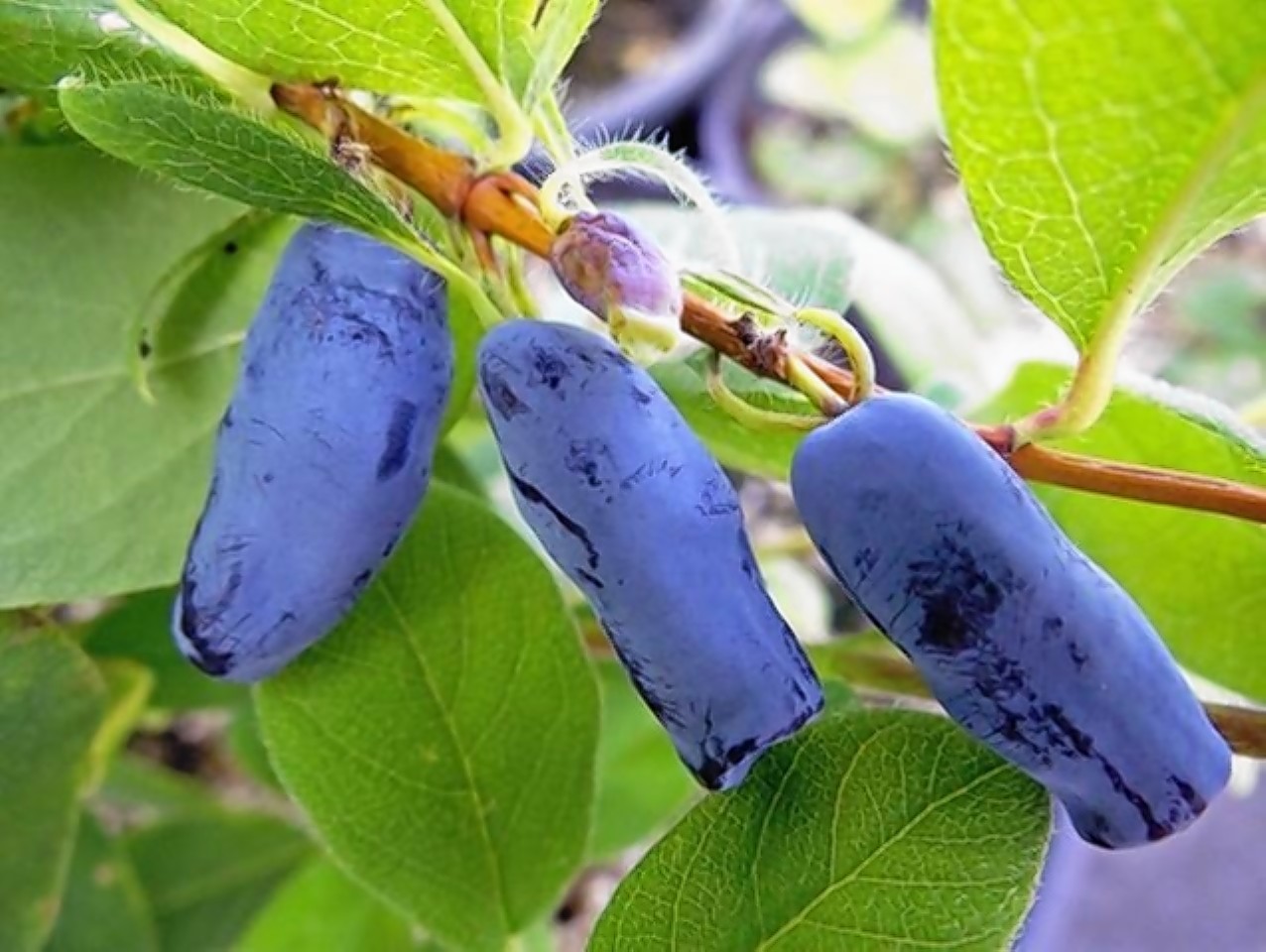 Honeyberries are being considered by more and more Scottish growers
