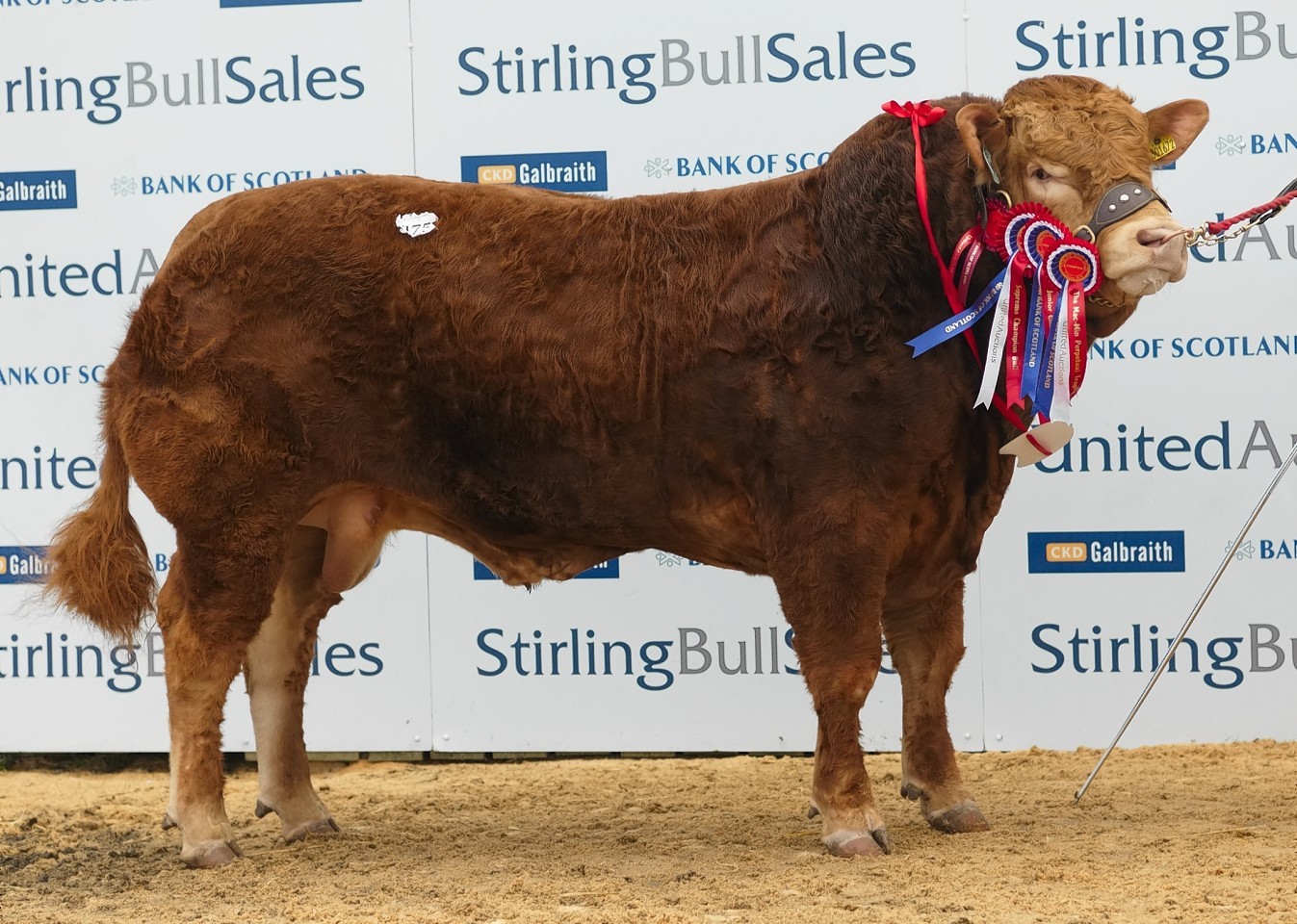 The champion bull from Neil and Stuart Barclay
