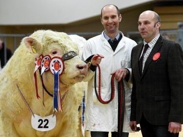 Mike Massie and judge Lee Coghill with the overall champion bull