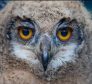 A five week old Indian Eagle Owl