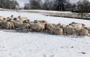 The cold conditions have been a challenge for farmers.