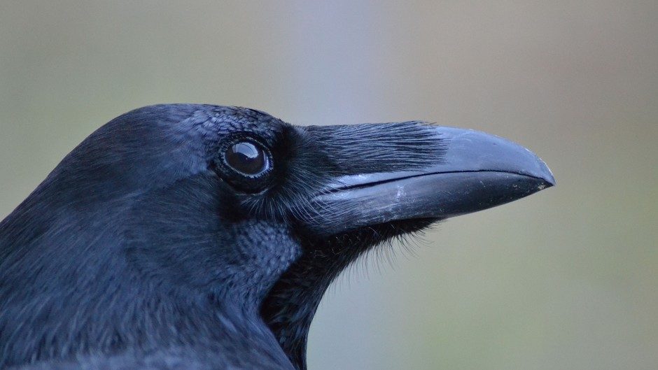 A black raven looks into the distance