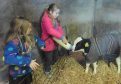 Pupils help feed a calf during a RNCI visit to a farm.