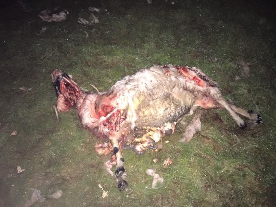 A dead sheep that was savaged by dogs on the farm of Alister Orrs farm near Cumnock, East Ayrshire. 
