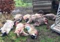 Nine dead sheep that were savaged by dogs on the farm of Alister Orrs