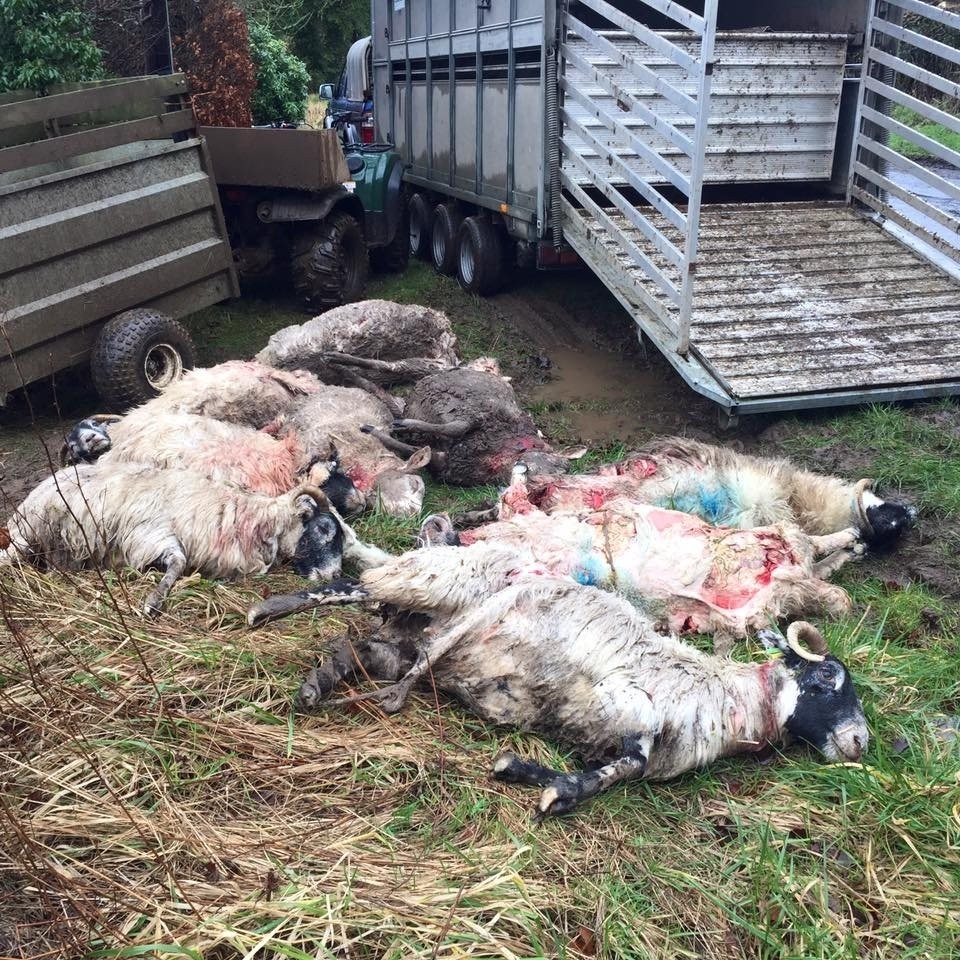 *** GRAPHIC CONTENT*** Collect of nine dead sheep that were savaged by dogs on the farm of Alister Orrs farm near Cumnock, East Ayrshire. See Centre Press story CPSHEEP; A furious farmer has released shocking pictures of nine dead pregnant sheep savaged by a pack of German Shepherd dogs allowed to roam off their lead. And another 21 of farmer Alister Orr's pregnant sheep are missing feared drowned after the sheep ran into a river to escape the dogs. Only four of his flock - which were all expecting twin lambs - have survived. Alister, 38, told yesterday (FRI) of his fury that the owner of the three German Shepherds had recklessly let the dogs roam off the lead while walking them near his farm. He said: "I believe the dogs should have been seized by the police at the scene, but the officers there told me that there is no law that allows them to do that.