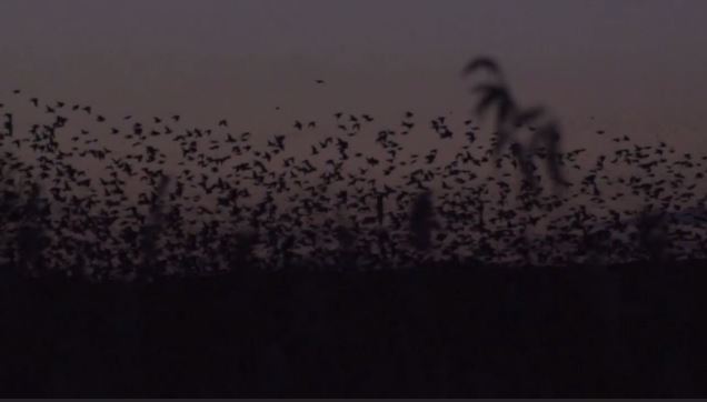 Starlings