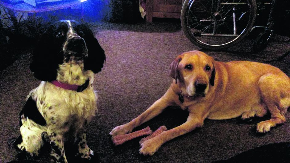 Here is much-missed Harvey with his brother Brodie, a two-year-old sprocker spaniel