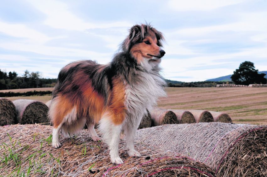 This is Rollo Ross enjoying a hike to the Hill of Fare, Banchory while Mr and Mrs Ross are on honeymoon in Indonesia. Rollo is our winner this week