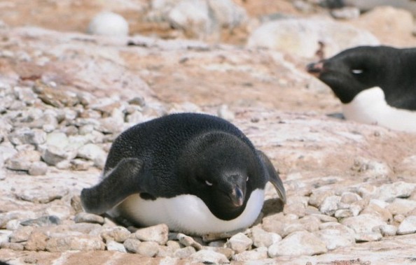 An Adelaide penguin
