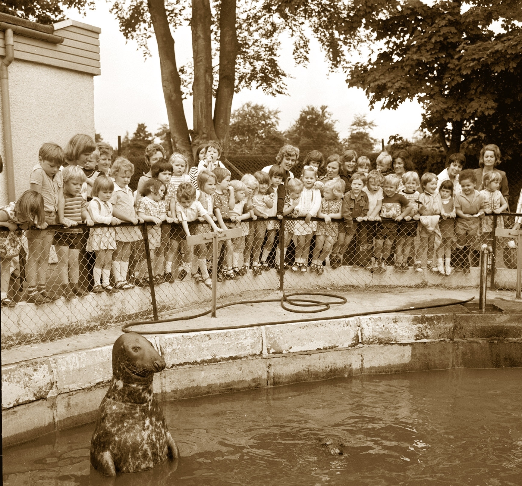  Joining the group for a picture in 1976 was one of the seals at Aberdeen Zoo, Hazlehead. His admirers were the youngsters of St Devenick's Playgroup from Bieldside. 