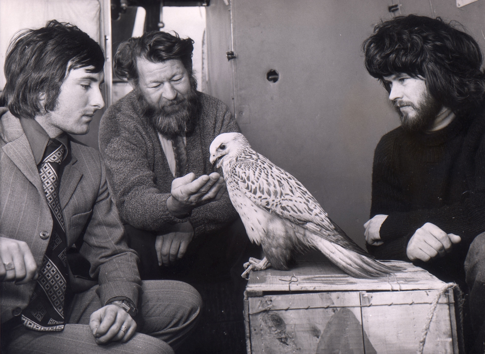  A rare white gyr falcon was found on the rig Ocean Rover in the Forties Field, exhausted and poisoned by oil in 1975. The bird was flown by helicopter to Aberdeen Airport. The falcon was checked over by George Leslie of Aberdeen Zoo with Bob Baxter, left, who helped rescue the bird on the rig. It was to be released into the wild again. 