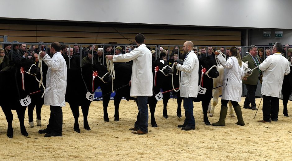 Exhibition cattle line up for the judge