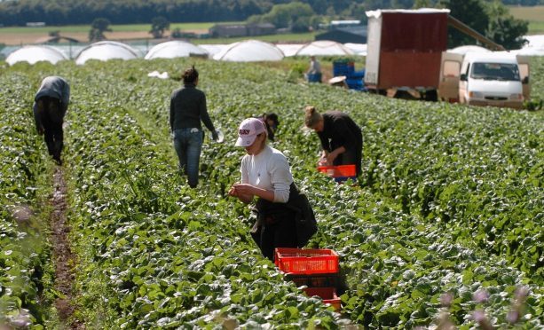 Workers picking fruit