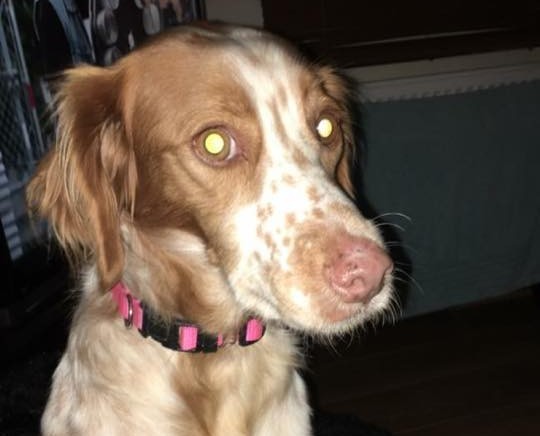 Molly the missing spaniel