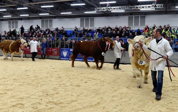 Bull judging