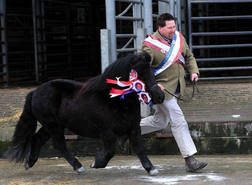 Harry Sleigh with his champion Shetland stallion