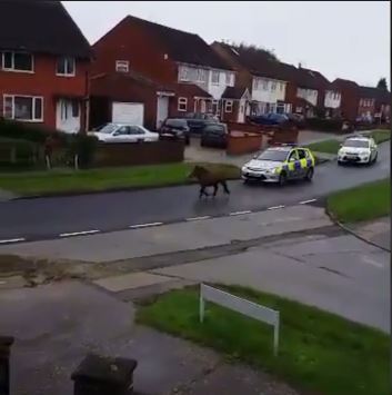 Police officers pursue the pony 