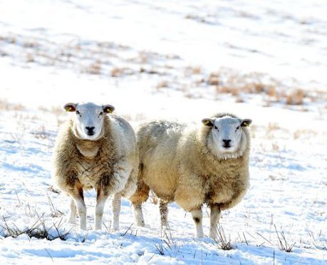 A pair of sheep enjoy the snow near Insch. (Picture: Jim Irvine)