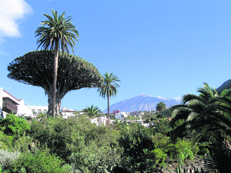 The 1,000 year old Dragon tree on Tenerife