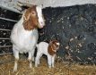 Two boer goats at Willows Animal Sanctuary