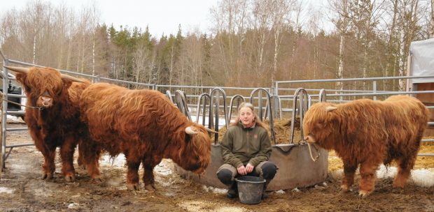 The three Brue bulls have settled in their new home in Finland with breeder Riikka Palonen at her farm in Köyliö
